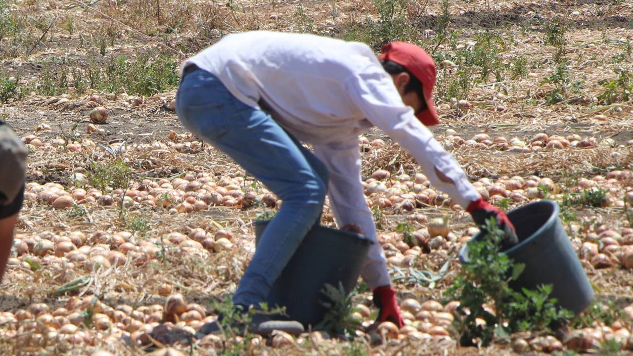 Kırmızı Altının Hasadı Başladı: Tarladan Kasa Kasa Toplanıyor, Avrupa’ya Poşet Poşet Satılıyor