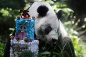 Meksika’da Dev Panda Xin Xin İçin 35. Yaş Günü Kutlaması