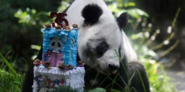 Meksika’da Dev Panda Xin Xin İçin 35. Yaş Günü Kutlaması