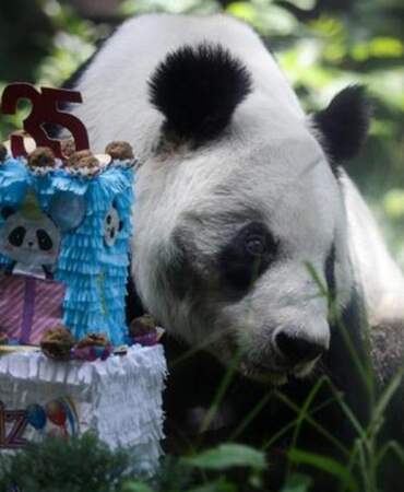 Meksika’da Dev Panda Xin Xin İçin 35. Yaş Günü Kutlaması