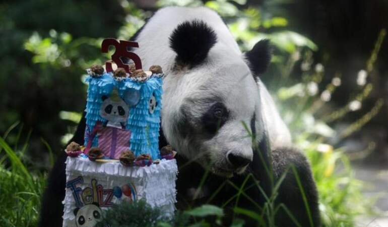 Meksika’da Dev Panda Xin Xin İçin 35. Yaş Günü Kutlaması