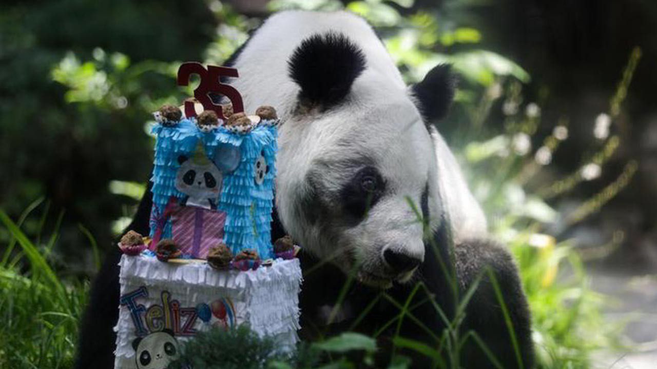 Meksika’da Dev Panda Xin Xin İçin 35. Yaş Günü Kutlaması