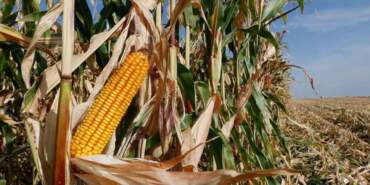 Mısır Üreticisine İthalat Şoku