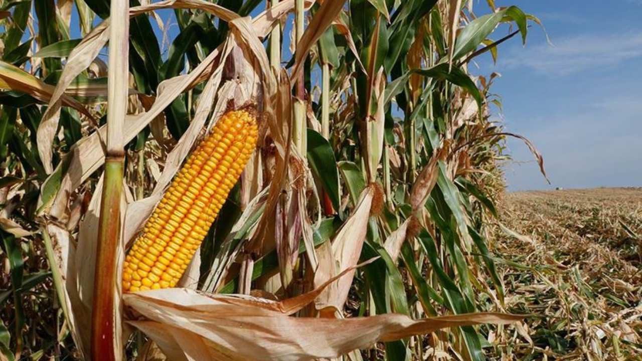 Mısır Üreticisine İthalat Şoku