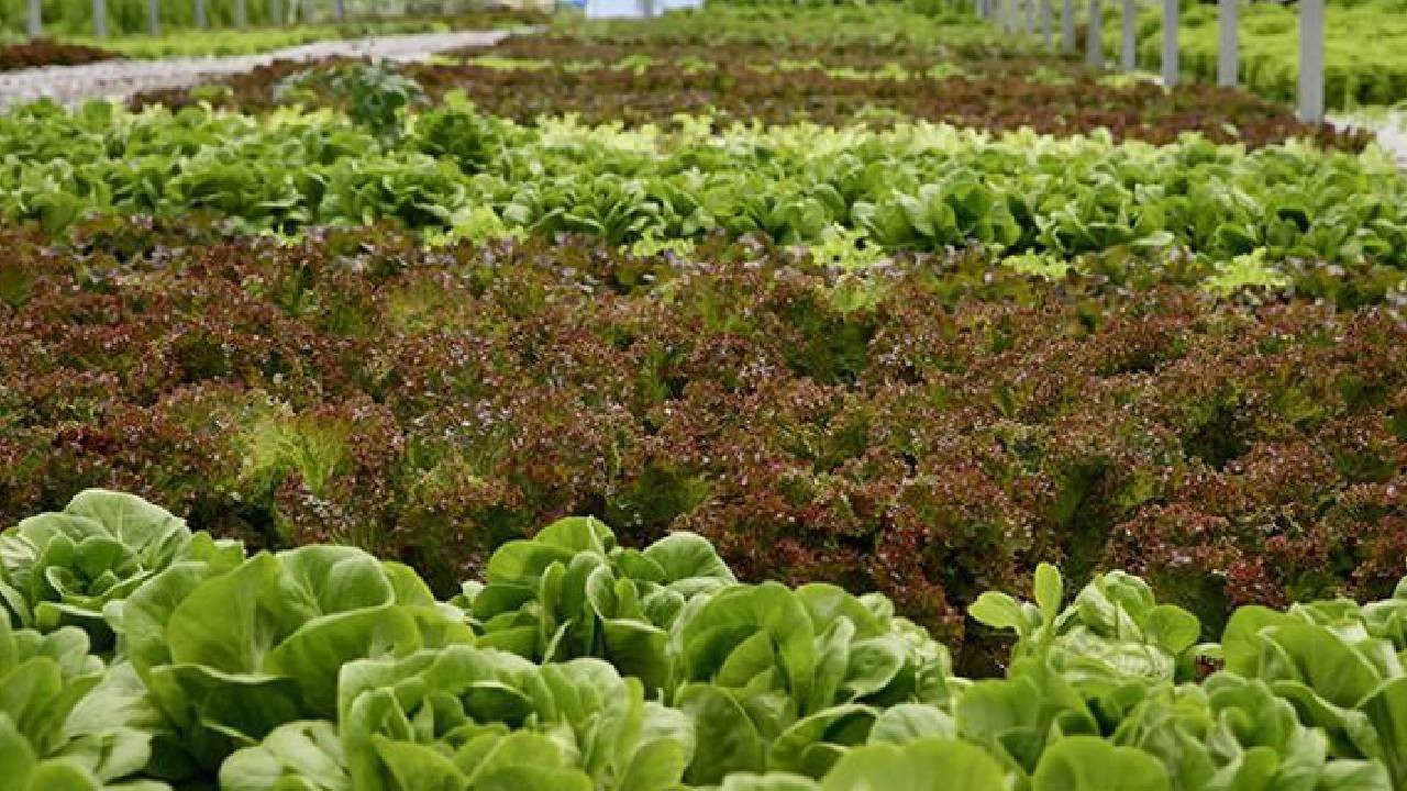 Ne Tarlası Var Ne de Traktörü! Her Ay 10 Ton Üretim Yapıyor, Paraya Para Demiyor