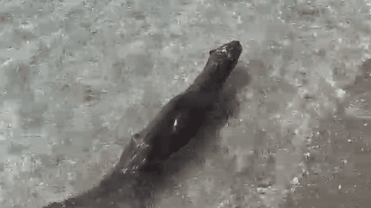 Nesli Tükenmek Üzere! Silivri’de Görüldü