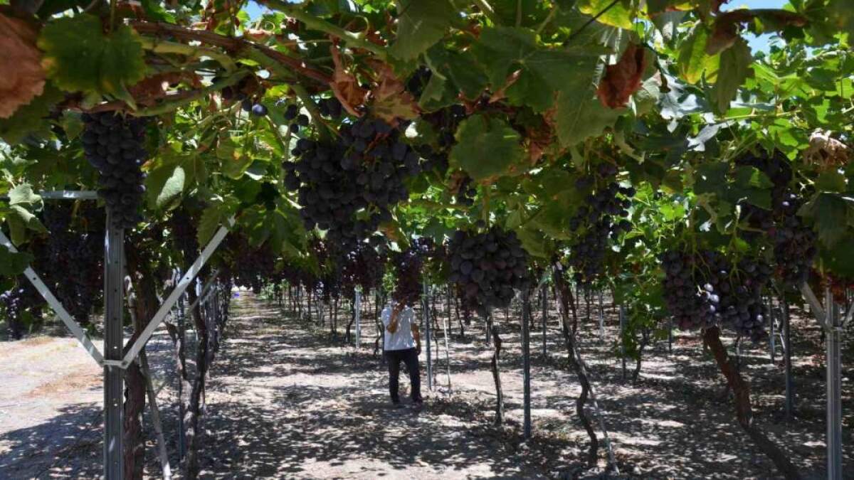 resim-2025-07-25-015358238 resim-2025-07-25-015358238.png