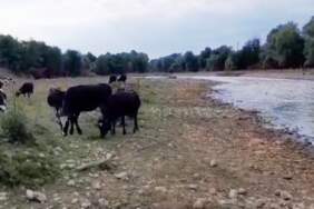 Sakarya’da Alarm! Kirli Dere Tehlike Saçıyor