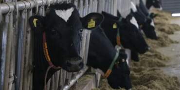 Şap Hastalığı Fiyatları Etkileyecek