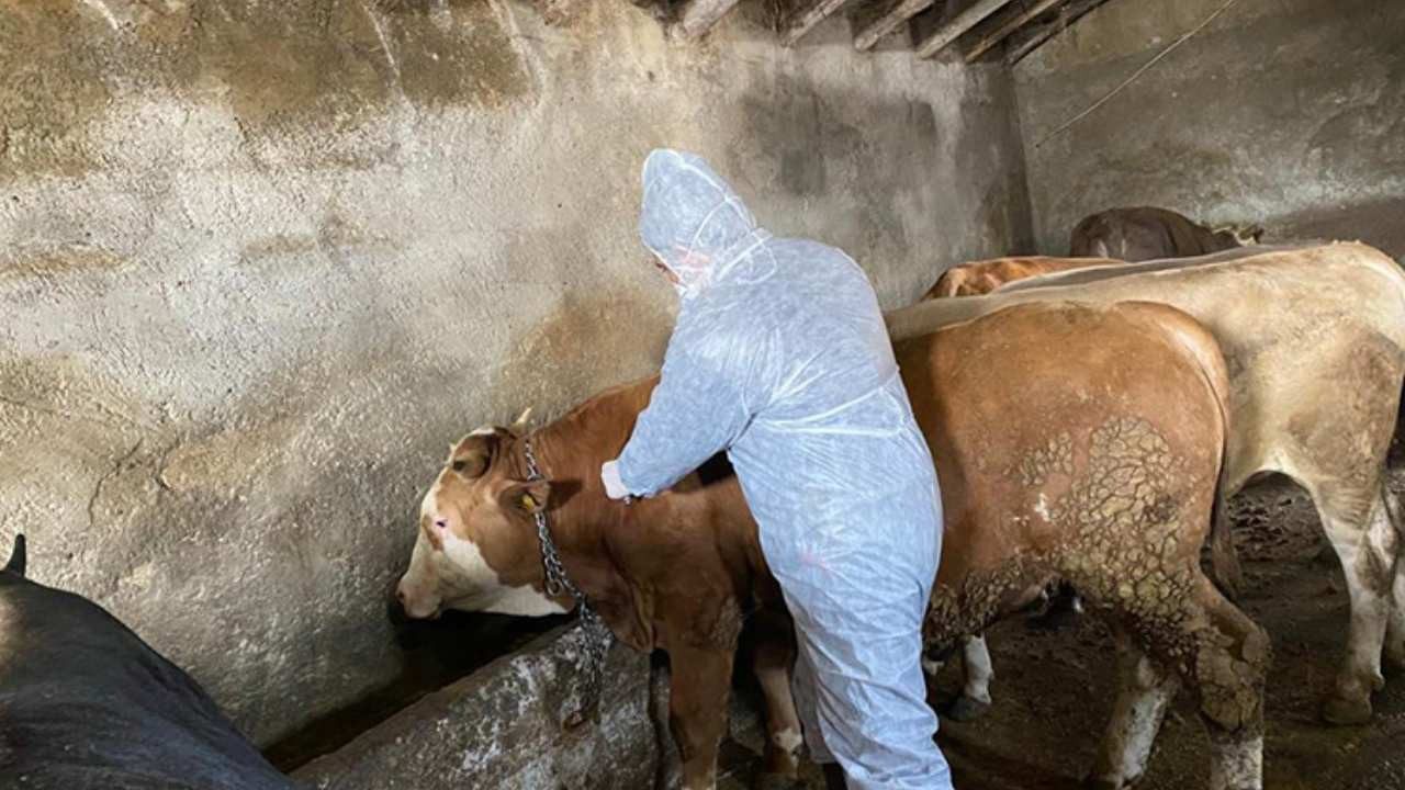 Şap Hastalığı İnsanlara Bulaşabilir