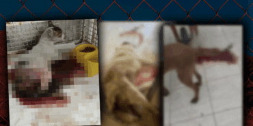 Sessiz Çığlığın Adresi Mersin! Cansız Bedenleri Üst Üste Yığılmış, Yaralılar, Kanlar İçinde Ölüme Terk Edilmiş… Bakım Değil Kabus Evi