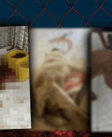 Sessiz Çığlığın Adresi Mersin! Cansız Bedenleri Üst Üste Yığılmış, Yaralılar, Kanlar İçinde Ölüme Terk Edilmiş… Bakım Değil Kabus Evi