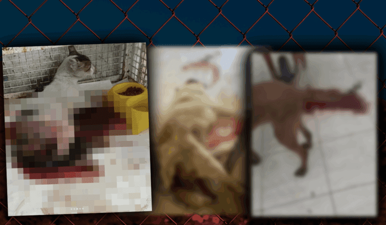 Sessiz Çığlığın Adresi Mersin! Cansız Bedenleri Üst Üste Yığılmış, Yaralılar, Kanlar İçinde Ölüme Terk Edilmiş… Bakım Değil Kabus Evi