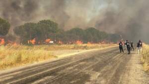 Silivri’de Orman Yangını! Söndürme Çalışmaları Sürüyor