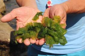 Sudaki Gizli Mucize: Taşların Arasından Çıkıyor, Japonlar Şifasını Burada Arıyor