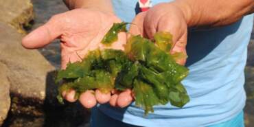 Sudaki Gizli Mucize: Taşların Arasından Çıkıyor, Japonlar Şifasını Burada Arıyor