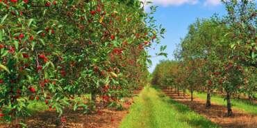 Tadına Bakmak İçin Ekmişti, 81 İle Satmaya Başladı! Gece Gündüz Hasat Ediliyor, Taleplere Yetişilemiyor