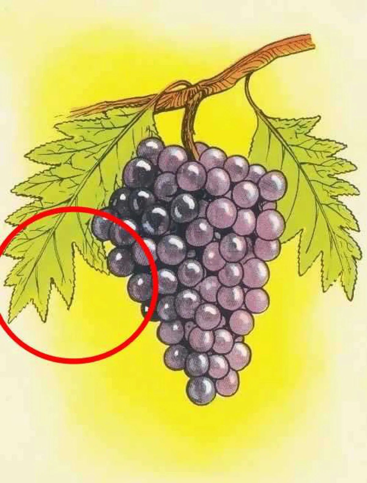 test-uzum-yanit test-uzum-yanit.jpg