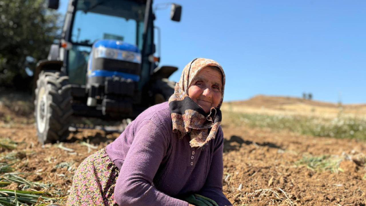 Topraktan Altın Çıkıyor, Hasat 20 Gün Sürüyor: Eken de Toplayan da Paraya Para Demiyor