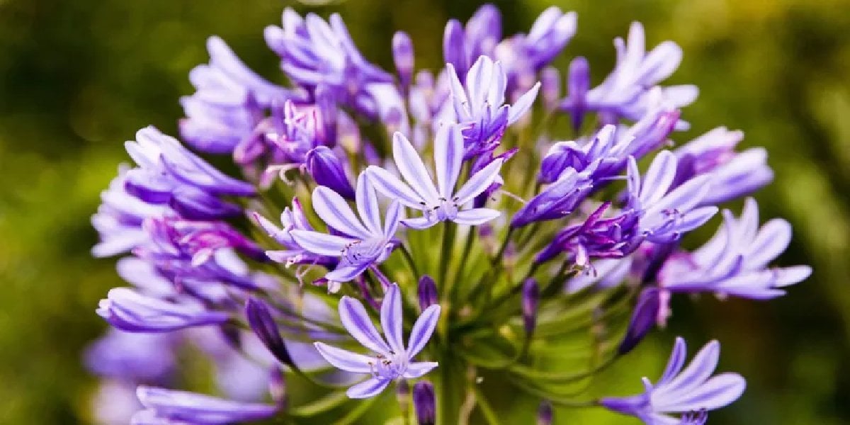 tulbaghia-purpurea-hasere tulbaghia-purpurea-hasere.jpg