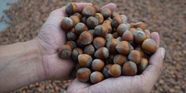 Türkiye’nin Fındık İhracatının Yüzde 33’ü Trabzon’dan Yapıldı