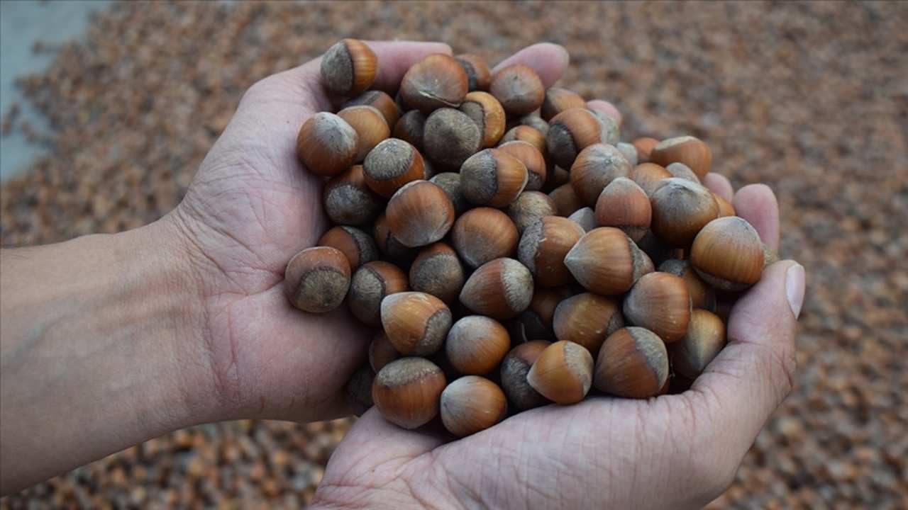 Türkiye’nin Fındık İhracatının Yüzde 33’ü Trabzon’dan Yapıldı