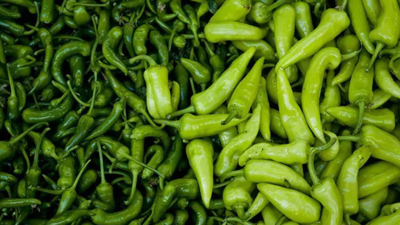 Türkiye’nin Gönderdiği Biberler Apar Topar İmha Edildi