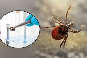 Türkiye’nin Öldüren Kabusuna Sıra Dışı Çözüm! 600 Tanesi Aynı Anda Doğaya Bırakıldı