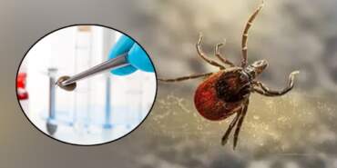 Türkiye’nin Öldüren Kabusuna Sıra Dışı Çözüm! 600 Tanesi Aynı Anda Doğaya Bırakıldı