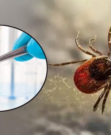 Türkiye’nin Öldüren Kabusuna Sıra Dışı Çözüm! 600 Tanesi Aynı Anda Doğaya Bırakıldı