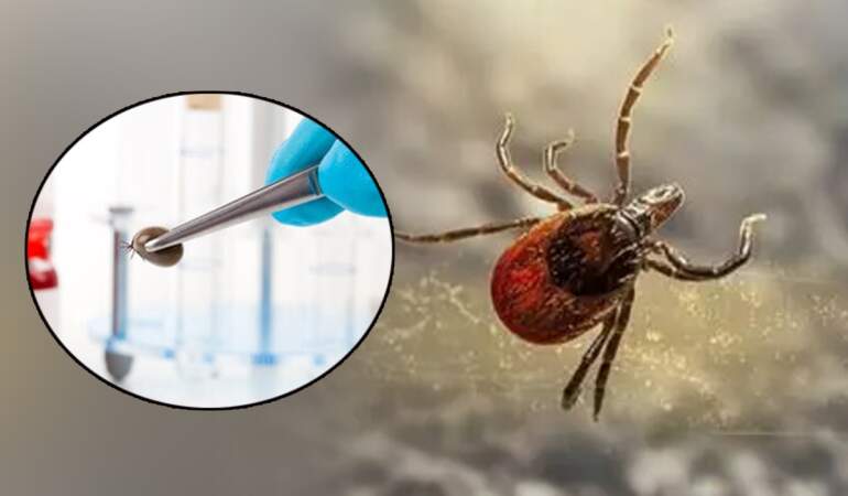 Türkiye’nin Öldüren Kabusuna Sıra Dışı Çözüm! 600 Tanesi Aynı Anda Doğaya Bırakıldı
