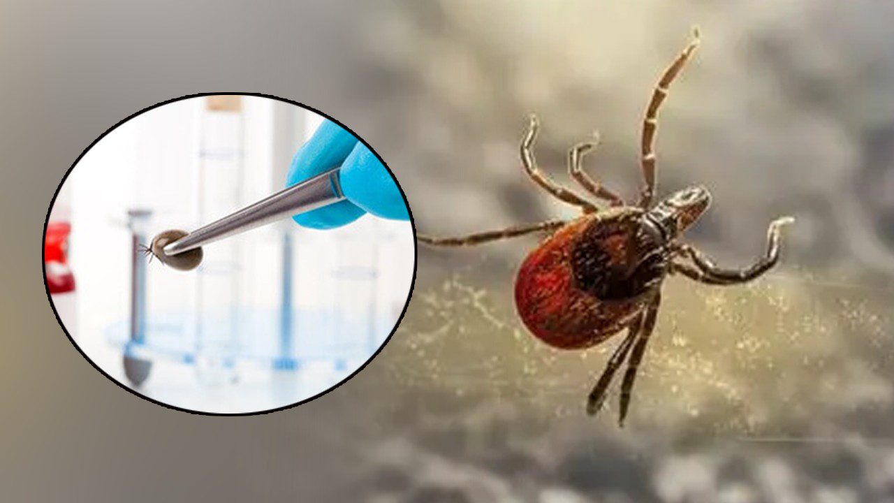 Türkiye’nin Öldüren Kabusuna Sıra Dışı Çözüm! 600 Tanesi Aynı Anda Doğaya Bırakıldı