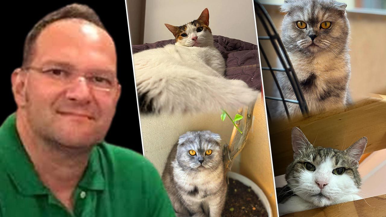 ‘Tüy Öldürdü’ Yalanı Son Buldu! Akıl Dışı İddialar Çürütüldü, Kediler Yine Masum Çıktı