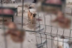 Vahşetin Adresi Bu Kez Suruç! Belediye Barınağında Köpek Katliamı: Görüntüler Kan Dondurdu