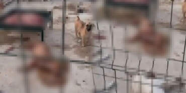 Vahşetin Adresi Bu Kez Suruç! Belediye Barınağında Köpek Katliamı: Görüntüler Kan Dondurdu