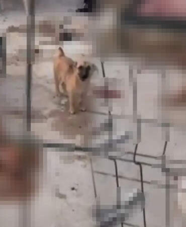 Vahşetin Adresi Bu Kez Suruç! Belediye Barınağında Köpek Katliamı: Görüntüler Kan Dondurdu