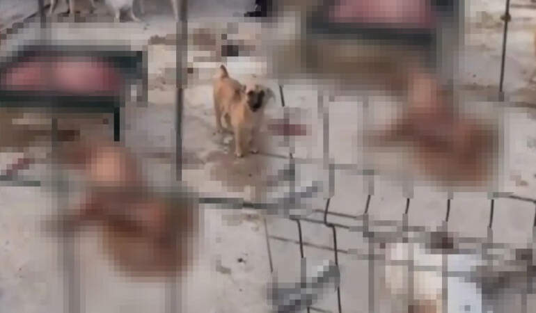Vahşetin Adresi Bu Kez Suruç! Belediye Barınağında Köpek Katliamı: Görüntüler Kan Dondurdu