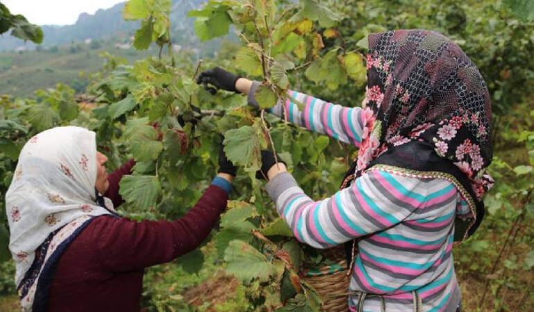 Valilik Hasat Sezonu Öncesi Duyurdu: Fındık İşçisinin 2025 Yevmiyesi  Belli Oldu