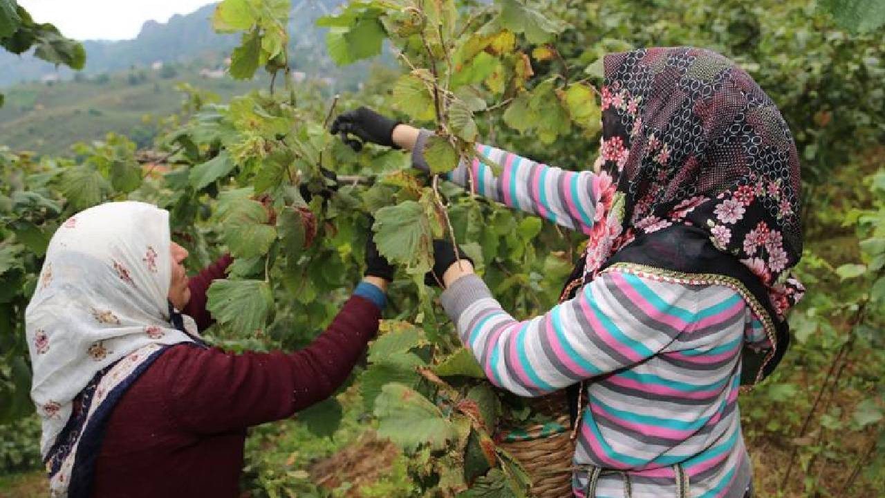 Valilik Hasat Sezonu Öncesi Duyurdu: Fındık İşçisinin 2025 Yevmiyesi  Belli Oldu