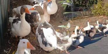 Vicdanları Sızlatan Olay! Balıkesir’de Denize Giren Kazlar Şikayet Edilince Kafese Kapatıldı: 8’i Öldü…