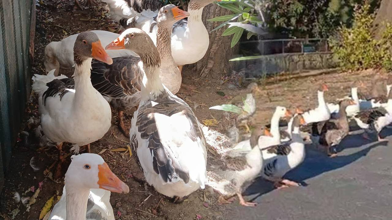 Vicdanları Sızlatan Olay! Balıkesir’de Denize Giren Kazlar Şikayet Edilince Kafese Kapatıldı: 8’i Öldü…