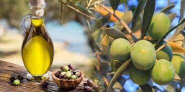 ‘Yok Yılı’ Geliyor! Zeytinyağı Fiyatları Tavan Yapacak