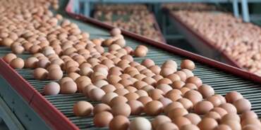 Yumurta İhracatında Yeni Dönem! Resmi Gazete’de Yayımladı