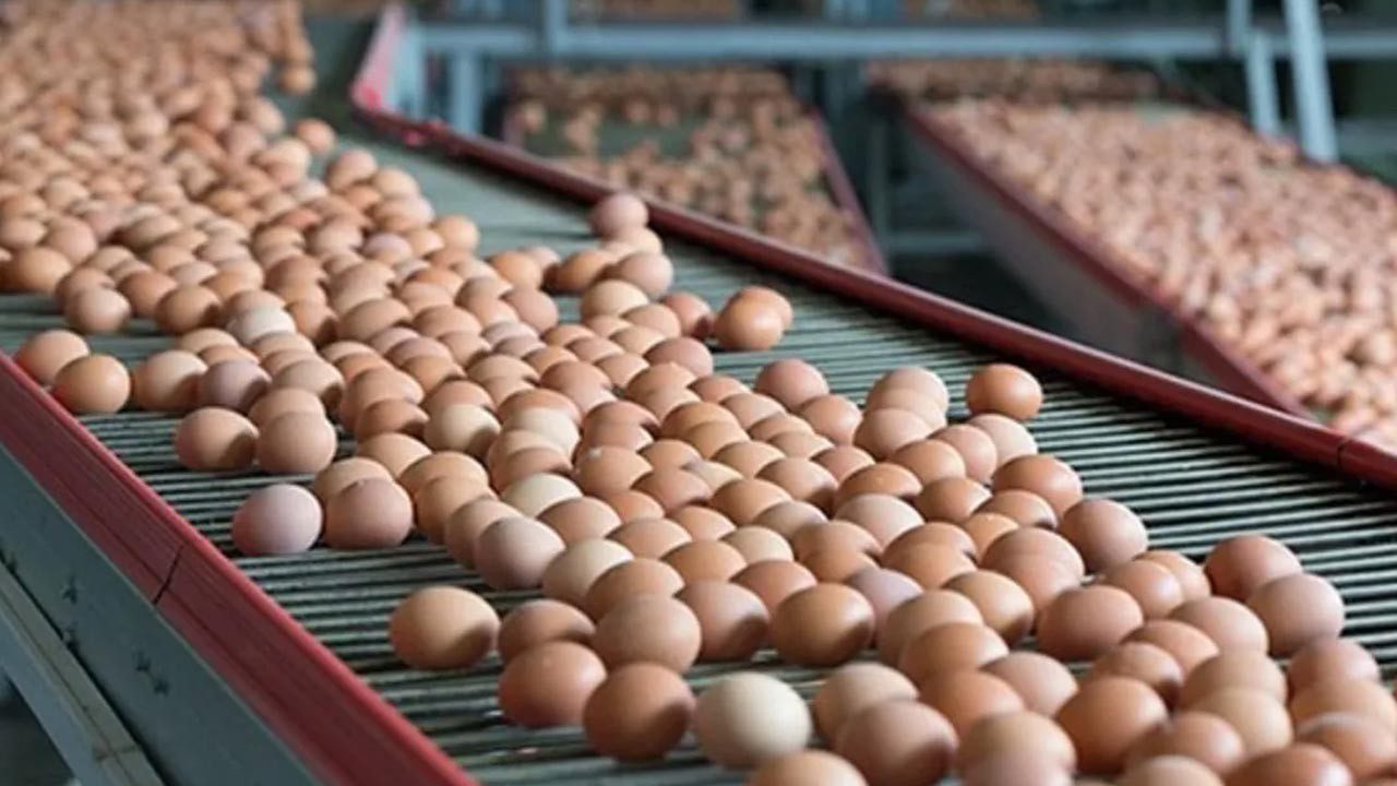Yumurta İhracatında Yeni Dönem! Resmi Gazete’de Yayımladı