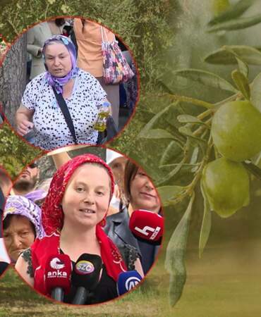 Zeytin Emekçilerden Meclis Önünde Yürek Dağlayan İsyan: ‘Bir Kilo Altına Bir Avuç Toprağımı Değişmem’
