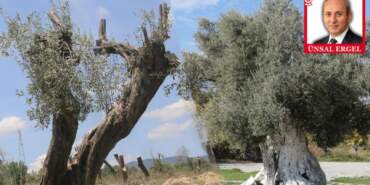Zeytinlik Düzenlemesi Meclis’te: Taşınan Her Ağaç İçin İki Katı Fidan Şartı