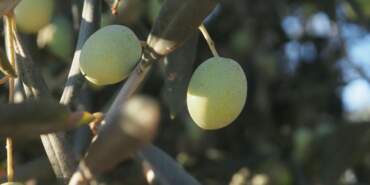 Meclis’teki 2 Yasa Teklifine Tepki! ‘Zeytinliklere Kıyım Yapılmak İsteniyor’