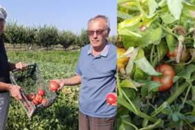 Lezzetini arayanlar akın ediyor! Manisa’da kaybolmaya yüz tutan ata tohumu domatesleri canlandıran kardeşlerin başarısı