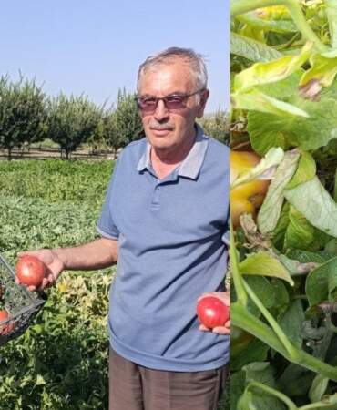 Lezzetini arayanlar akın ediyor! Manisa’da kaybolmaya yüz tutan ata tohumu domatesleri canlandıran kardeşlerin başarısı