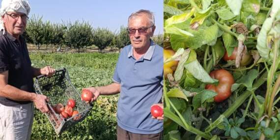 Lezzetini arayanlar akın ediyor! Manisa’da kaybolmaya yüz tutan ata tohumu domatesleri canlandıran kardeşlerin başarısı